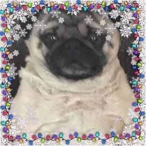 Meet your Posher, Houde